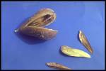 drupe